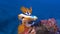 Dorid Nudibranch, sea slug