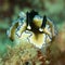 Doriprismatica atromarginata. Scuba diving in North Sulawesi, Indonesia