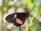 Doris butterfly on leaf