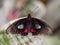 Doris butterfly on leaf