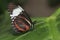 Doris Butterfly Sitting on Green Leaf