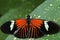 Doris Longwing Butterfly