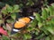 Doris Longwing Butterfly