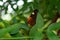 The Doris Longwing Butterfly close up tropical butterfly