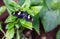 Doris longwing butterfly perching on a leaf