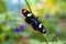 Doris longwing butterfly perching on a leaf