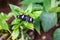 Doris longwing butterfly perching on a leaf