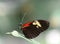 Doris Longwing butterfly resting on a leaf