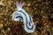 doris nudibranch sea slug