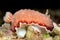 doris nudibranch sea slug