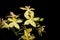 Doritis & Phalaenopsis hybrid orchid