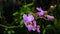 Doritis pulcherrima lindl or orchid after rain in garden