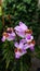 Doritis pulcherrima lindl or orchidaceae after rain in garden
