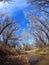 Dormant Cottonwood Trees line the banks of a stream in southern arizona