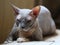 Dormant gray hairless cat of the Peterbold breed