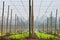 Dormant Hops Field in Rural Oregon