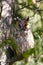 Dormant long-eared owl