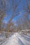 Dormant Trees Arching Over A Winter Trail