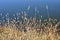 Dormant Winter grass on the bank of a blue lake