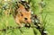 Dormouse on branch