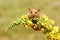 Dormouse on flower