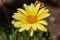 Doronicum flower in the oasis of Huacachina, Ica, Peru