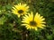 Doronicum, flowers closeup. Landscape nature.