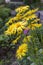 Doronicum flowers in spring garden