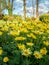 Doronicum grandiflorum in blossom