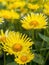 Doronicum grandiflorum in blossom