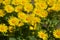 Doronicum orientale blooms in a flower bed