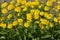 Doronicum orientale blooms in a flower bed