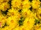 Doronicum Orientale . Leopard\\\'s bane. Yellow Daisy spring flower. Flowering Oriental leopard\\\'s bane Plants.