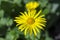 Doronicum orientale leopards bane bright yellow spring flowers in bloom, ornamental garden flowering plant