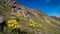 Doronicum orientale plant on the mountain ridges. Yellow flower at high altitudes