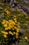 Doronicum orientale plant on the mountain ridges. Yellow flower at high altitudes