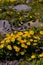 Doronicum orientale plant on the mountain ridges. Yellow flower at high altitudes