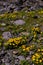 Doronicum orientale plant on the mountain ridges. Yellow flower at high altitudes
