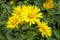 Doronicum orientale yellow, daisy-like flowers