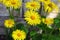 Doronicum orientale yellow flower. Known as leopard\\\'s bane flowers.