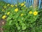 Doronicum - the perfect plant for the spring garden