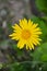 Doronicum yellow flower in the garden