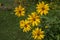 Doronicum yellow flowers