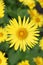 Doronicum yellow flowers