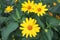 Doronicum yellow flowers in the garden in spring