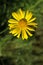 Doronikum Doronicum or yellow, ornamental, chamomile genus of herbaceous rhizome perennial plants of the family Astrological, or