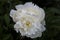 Dorothy J double snowy pink  flower peony lactiflora in summer garden, close-up