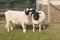 Dorper black headed sheep, one with stripe in middle of head, lookimg at camera with grass at feet