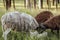 Dorper breed sheep in field at sunset