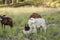 Dorper breed sheep in field at sunset